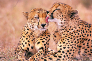South African Cheetahs2516117069 300x200 - South African Cheetahs - Squirrel, South, Cheetahs, African
